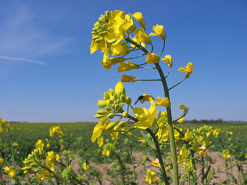 800px-Brassica_napus_flower